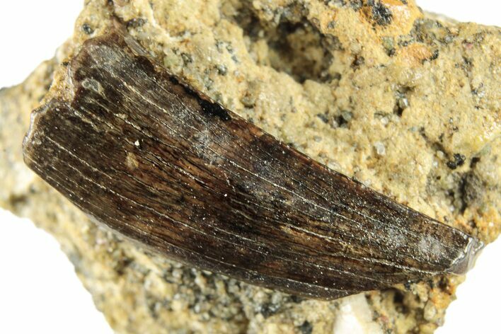 Fossil Raptor (Paronychodon?) Tooth - Montana #265956